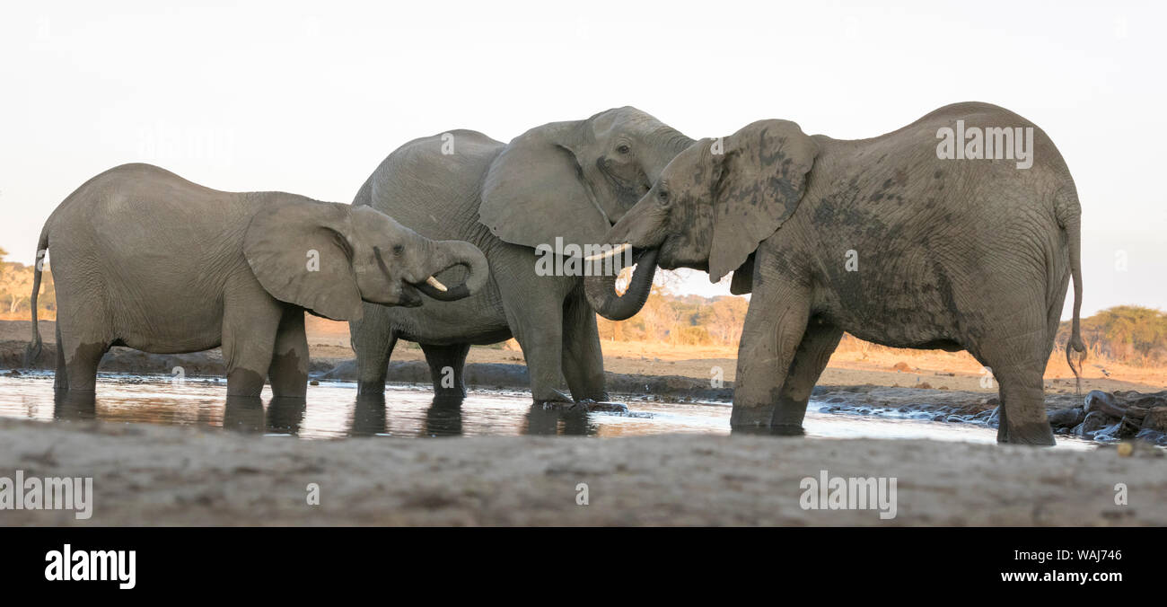 Afrika, Botswana, Senyati Safari Camp. Elefanten am Wasserloch. Kredit als: Wendy Kaveney/Jaynes Galerie/DanitaDelimont.com Stockfoto