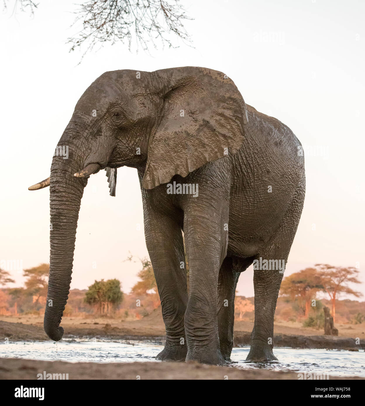 Afrika, Botswana, Senyati Safari Camp. Elefanten am Wasserloch. Kredit als: Wendy Kaveney/Jaynes Galerie/DanitaDelimont.com Stockfoto