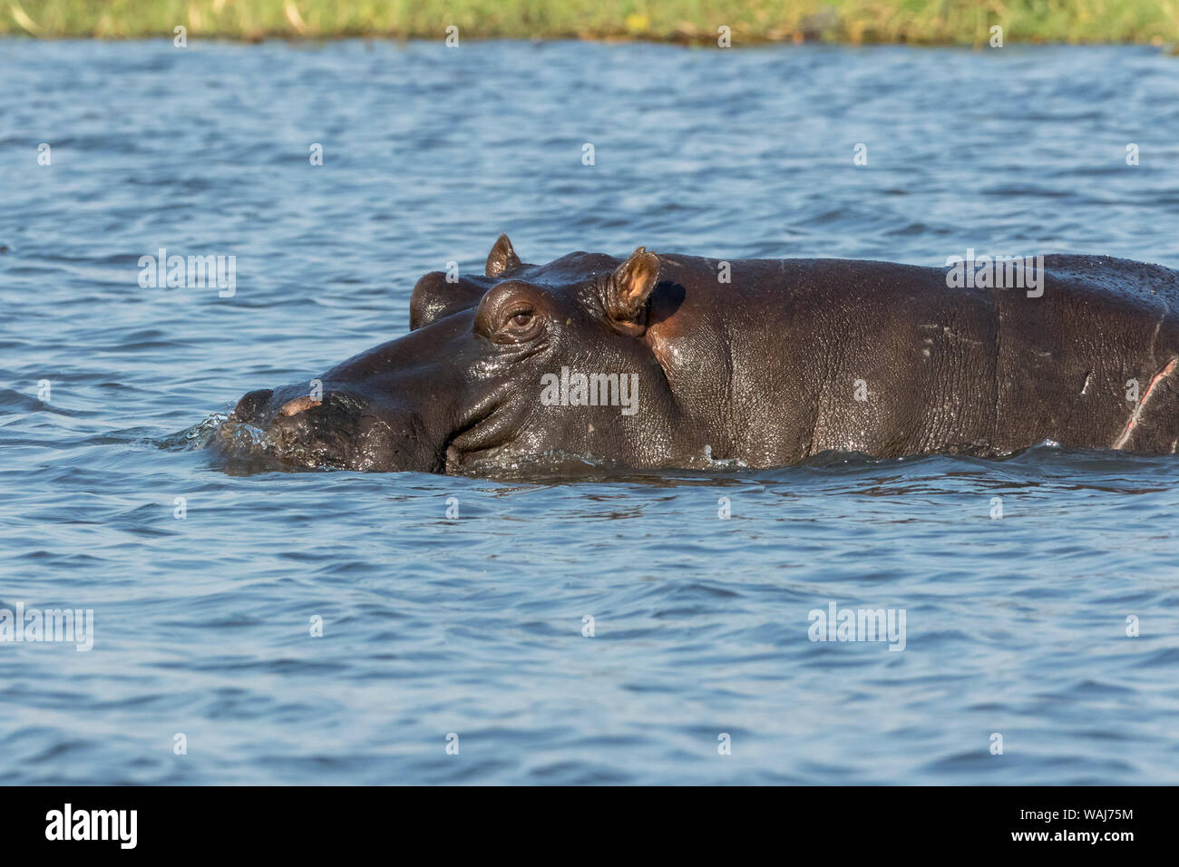 Afrika, Botswana, Chobe National Park. Hippopotamus in Fluss. Kredit als: Wendy Kaveney/Jaynes Galerie/DanitaDelimont.com Stockfoto