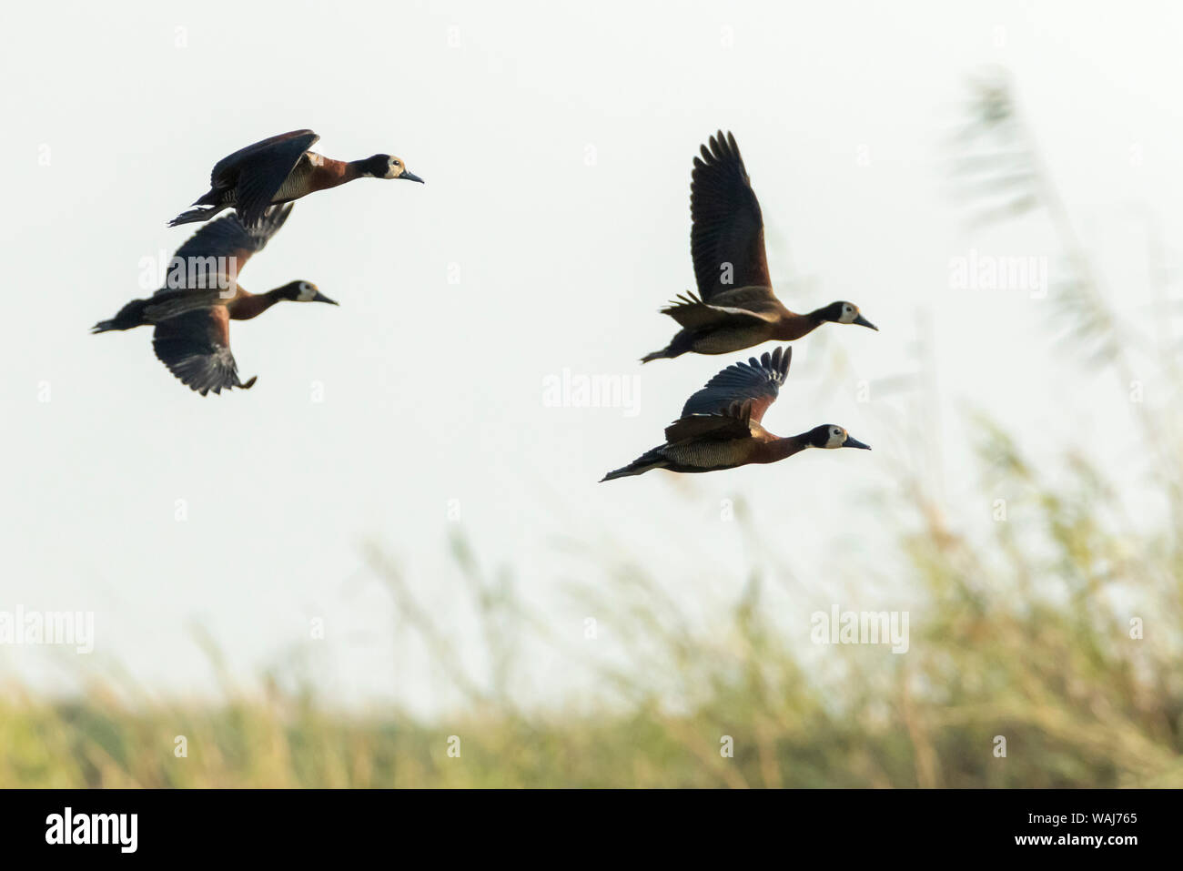 Afrika, Botswana, Chobe National Park. Nilgänse im Flug. Kredit als: Wendy Kaveney/Jaynes Galerie/DanitaDelimont.com Stockfoto