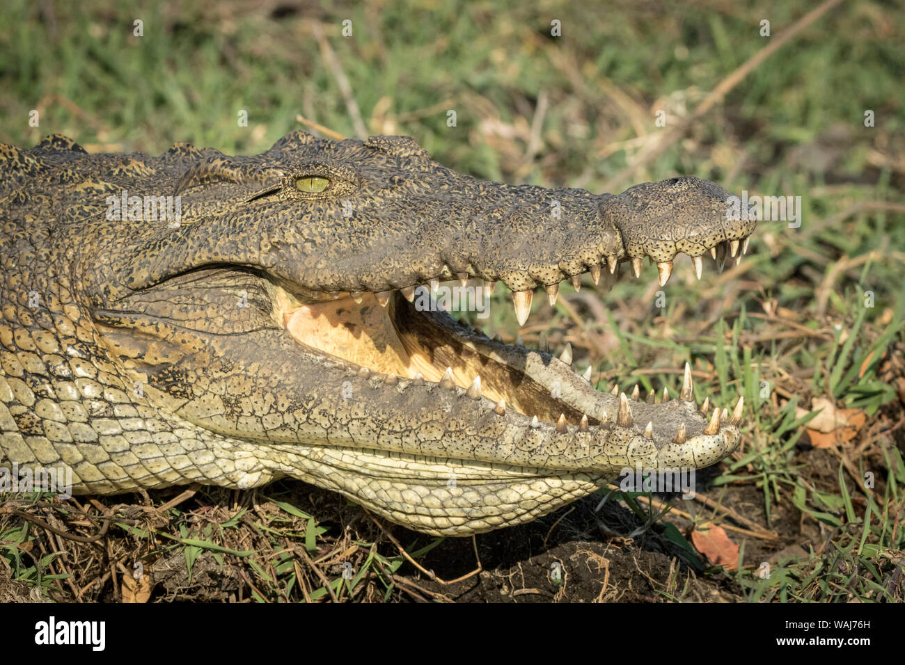 Afrika, Botswana, Chobe National Park. Krokodil Sonnen im Gras. Kredit als: Wendy Kaveney/Jaynes Galerie/DanitaDelimont.com Stockfoto