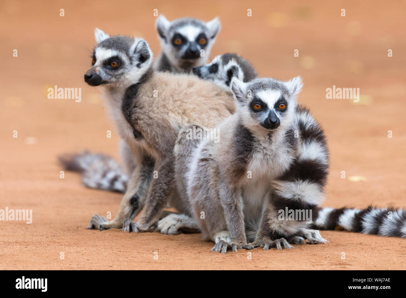 Afrika, Madagaskar, Amboasary, Berenty finden. Eine Gruppe Kattas huddle zusammen für Wärme in den frühen Morgenstunden Chill. Stockfoto