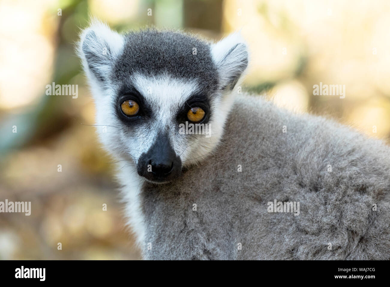 Afrika, Madagaskar, Amboasary, Berenty finden. Porträt einer Ring-tailed Lemur. Stockfoto