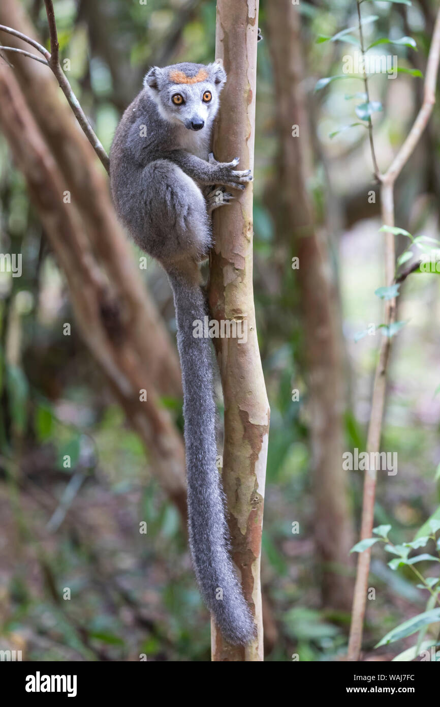 Afrika, Madagaskar, Akanin'ny Nofy finden. Weibliche gekrönt (Eulemur lemur Coronatus) auf einem Baumstamm festhalten. Stockfoto