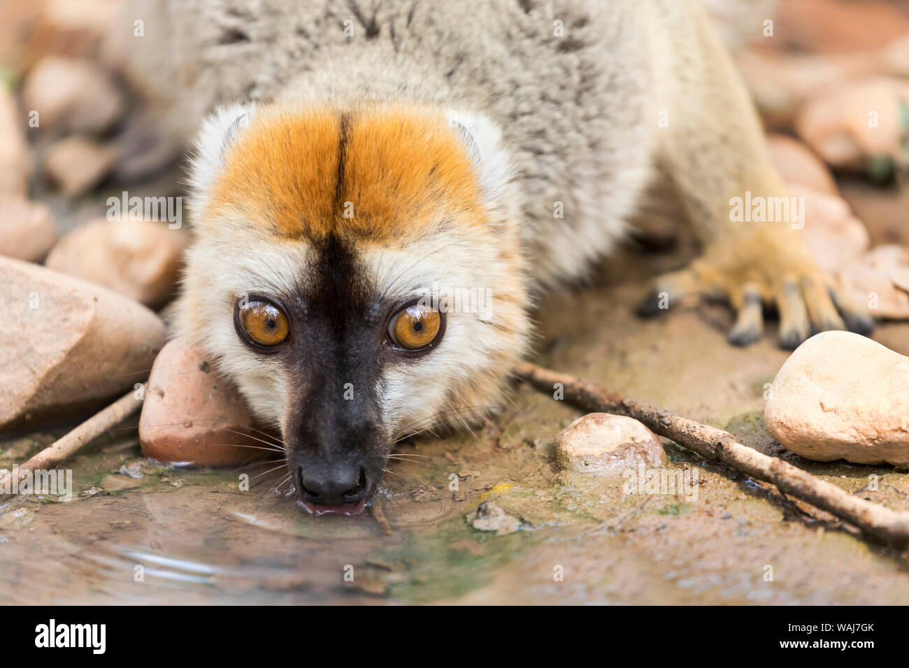 Afrika, Madagaskar, Kirindy Wald. Männlich red-fronted Braun lemur das Trinken aus einer kleinen Pfütze. Stockfoto