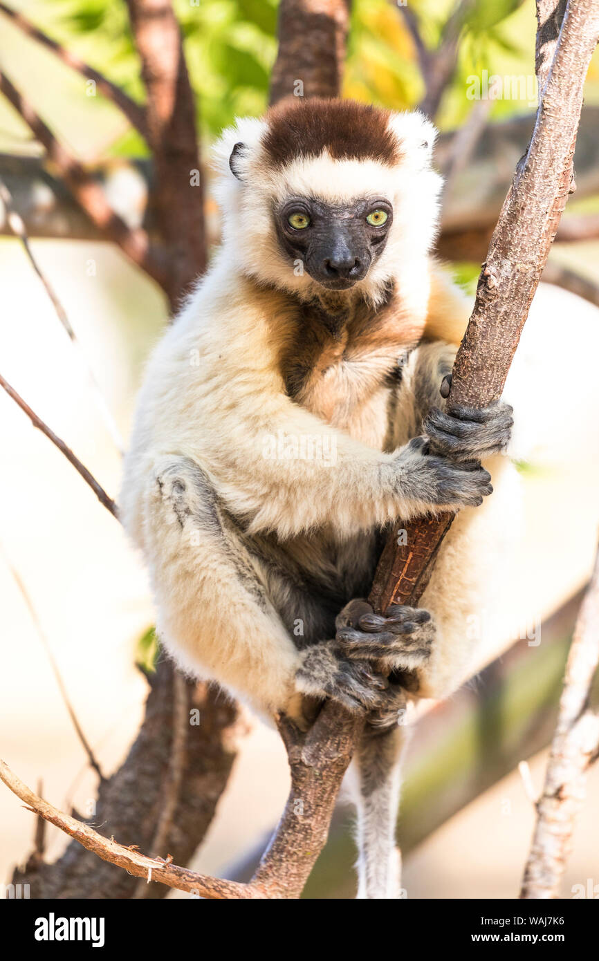 Afrika, Madagaskar, Berenty finden. Verreaux's Sifaka neugierig von einem Baum. Stockfoto