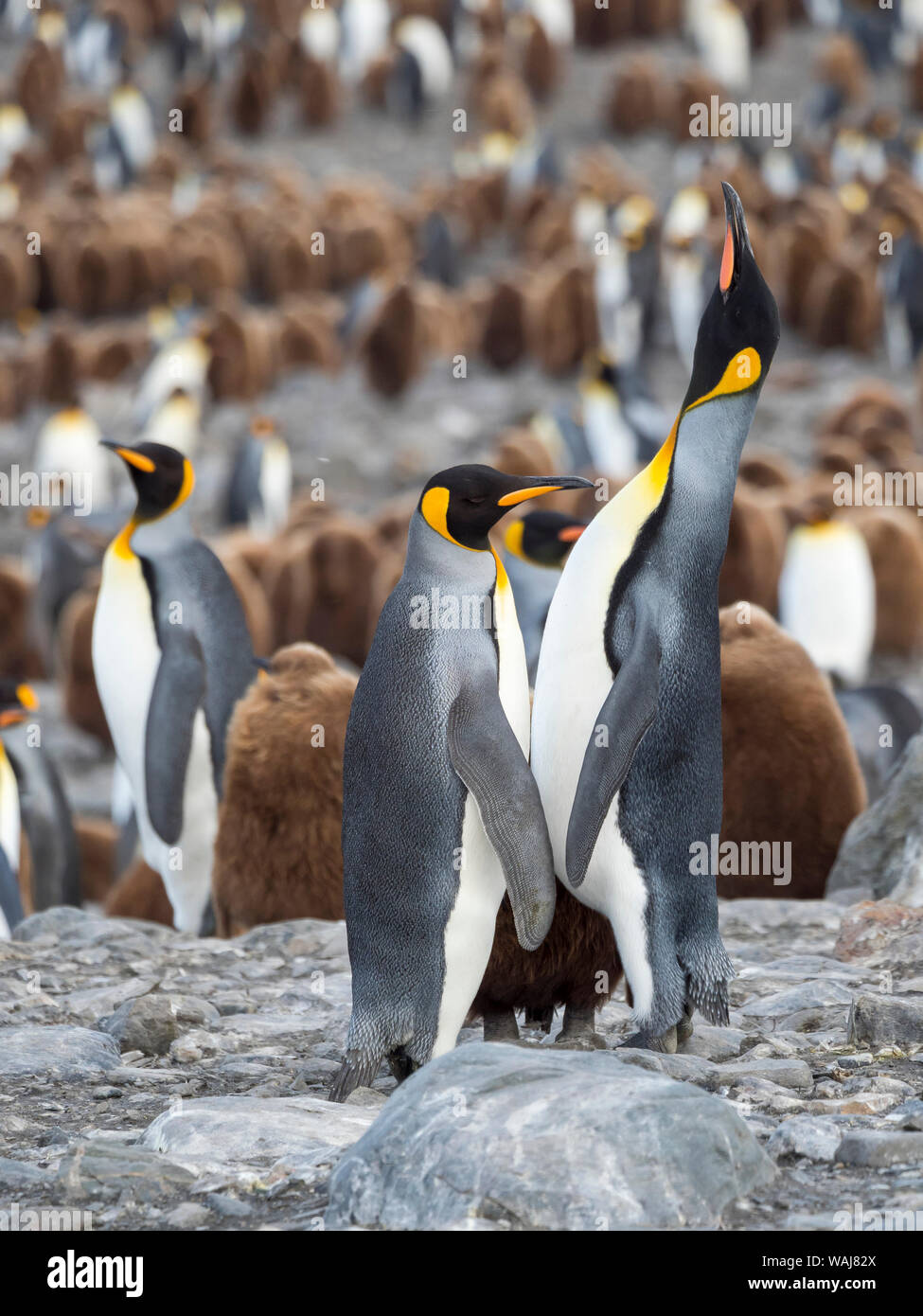 Königspinguin (Aptenodytes patagonicus) auf der Insel Südgeorgien, rookery in St. Andrews Bay. Fütterung verhalten. Stockfoto