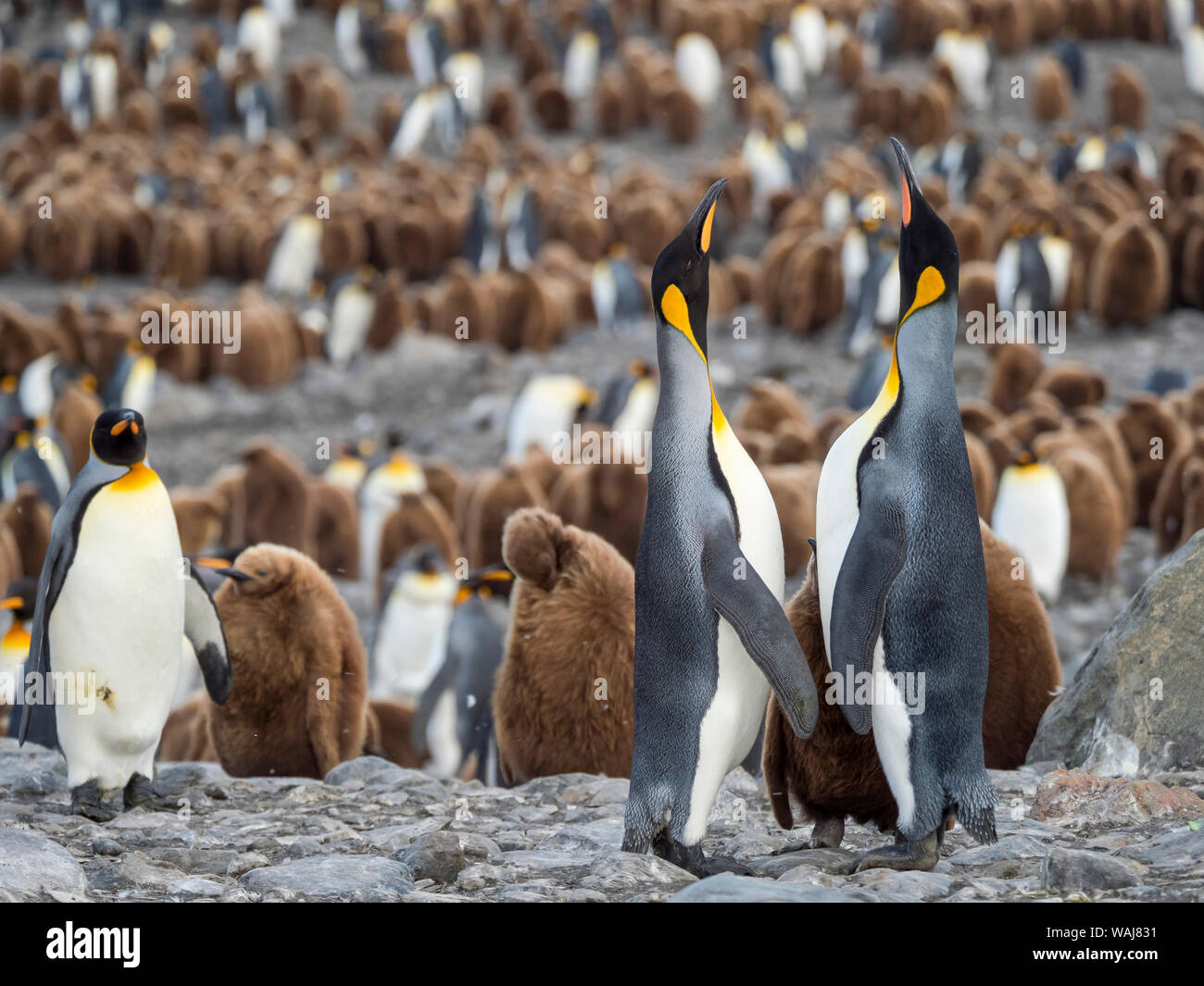 Königspinguin (Aptenodytes patagonicus) auf der Insel Südgeorgien, rookery in St. Andrews Bay. Fütterung verhalten. Stockfoto