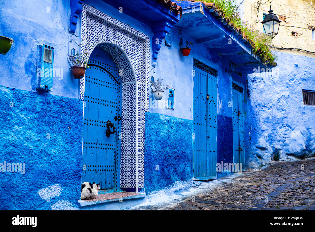 In Fes, Marokko. Katze und blaue Tür und Gebäude Stockfoto