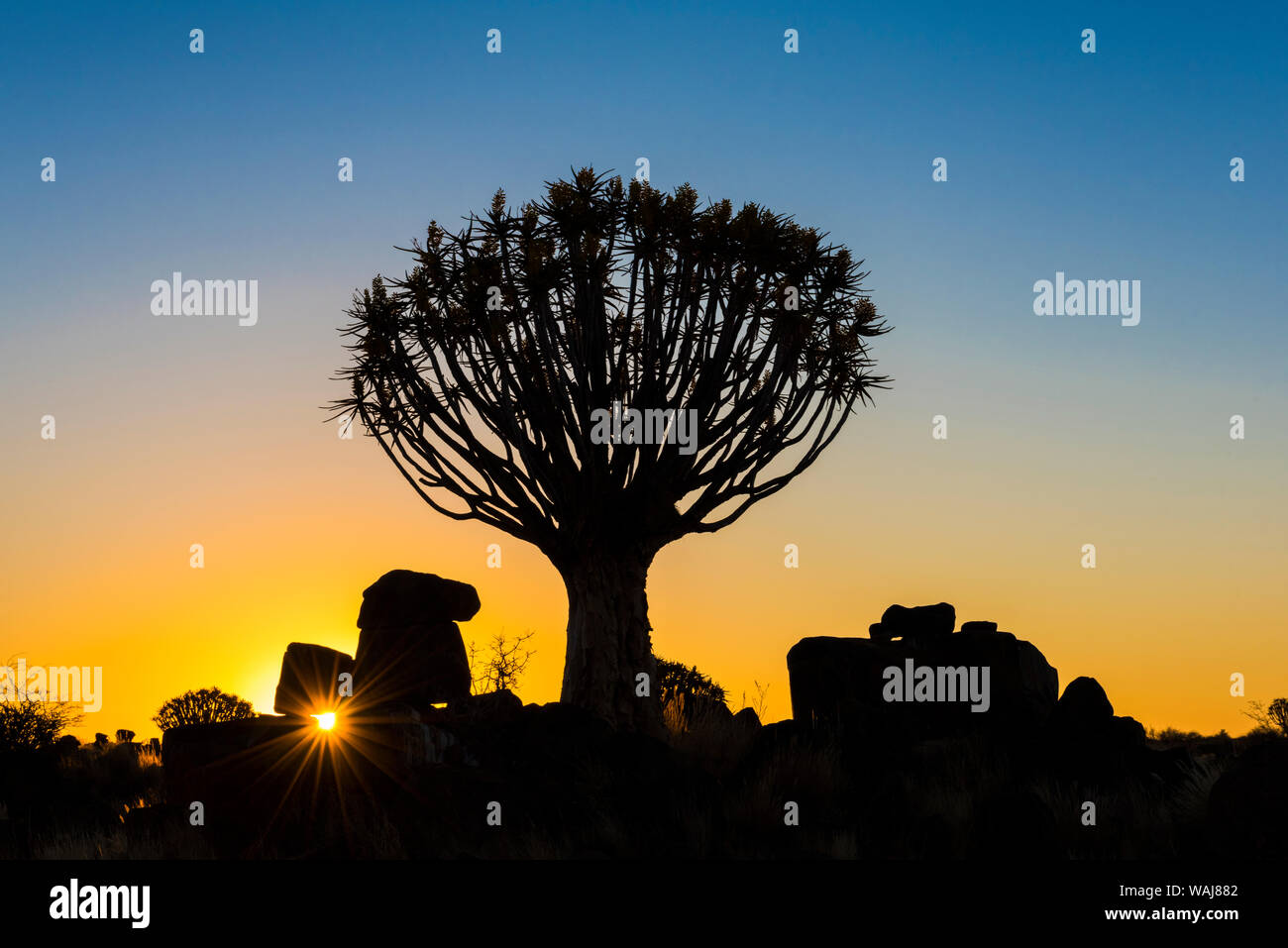 Afrika, Namibia. Sonnenuntergang auf der Köcherbaum. Kredit als: Dennis Kirkland/Jaynes Galerie/DanitaDelimont.com Stockfoto