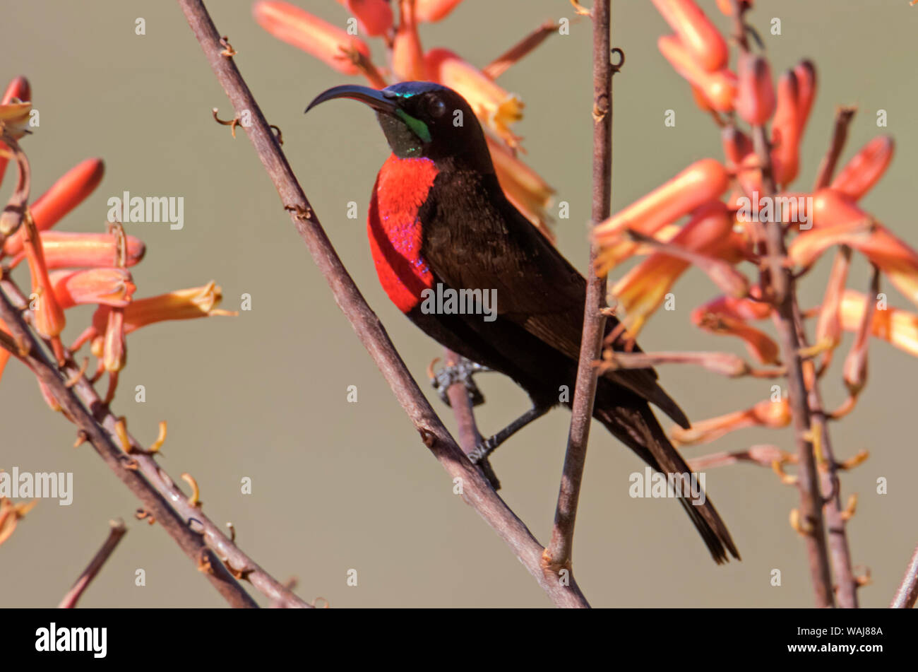 Afrika, Tansania, Ndutu. Scarlet-chested Sunbird (Chalcomitra senegalensis) Stockfoto