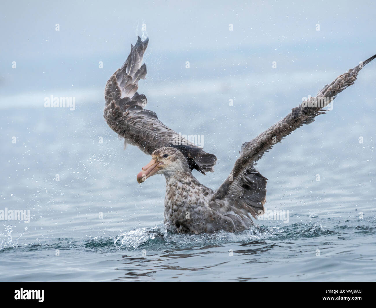 Northern Giant Petrel oder Hall's Giant Petrel (Macronectes halli) Baden in der Bucht von Inseln in der Nähe von Prion Island auf South Georgia. Stockfoto