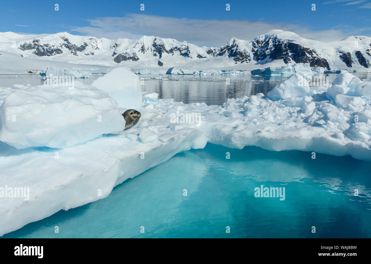 Antarktis, Antarktische Halbinsel, errera Channel, Danco Island. Leopard Seal auf Eis. Stockfoto