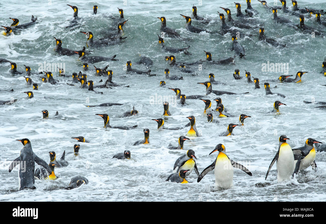 South Georgia Island, König, Pinguine surfen und Badewanne im Wasser. Stockfoto