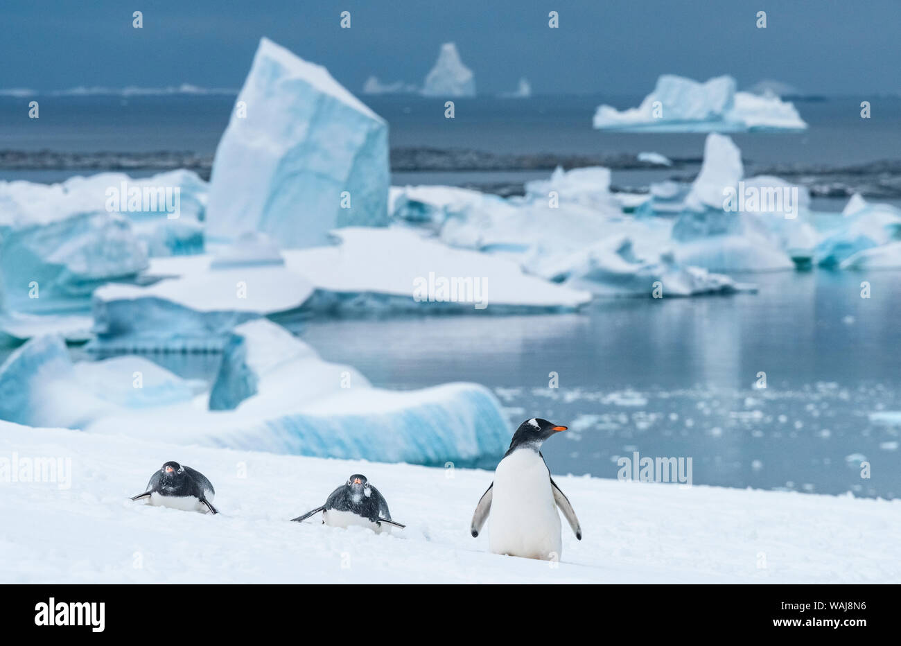 Gentoo Pinguin, Pygoscelis papua, Eisbergs. Antarktis, Antarktische Halbinsel, pleneau Bay, Stand Insel. Stockfoto