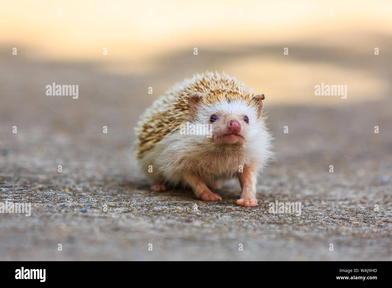 Hedgehog. Koh Samui, Thailand Stockfoto