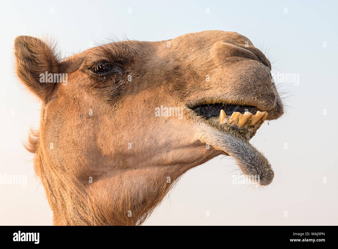 Dubai, VAE. Nahaufnahme eines Kamels. Stockfoto