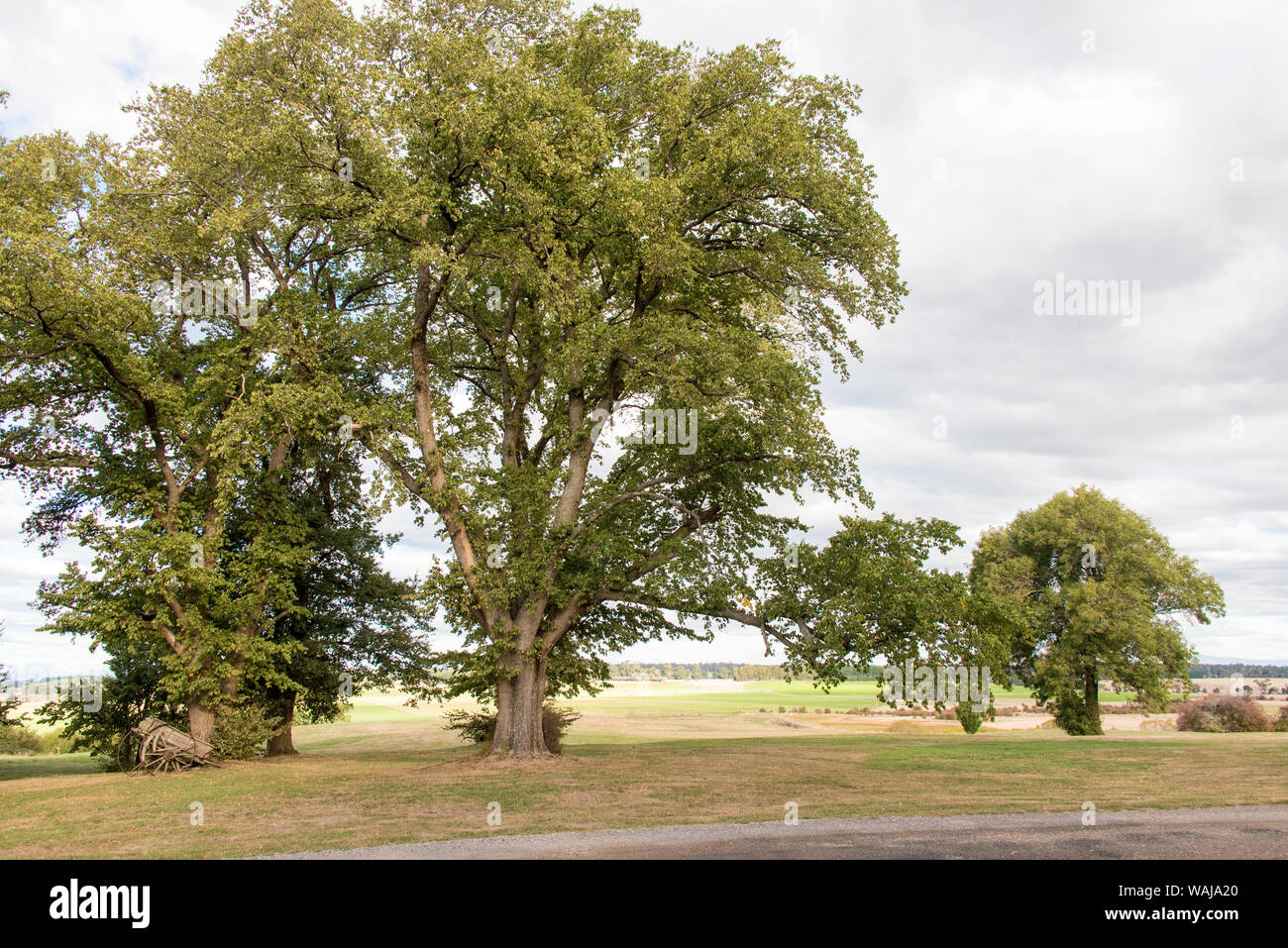 Australien, Tasmanien, riesige Ulmen in der Nähe von Launceston an quamby Immobilien Stockfoto