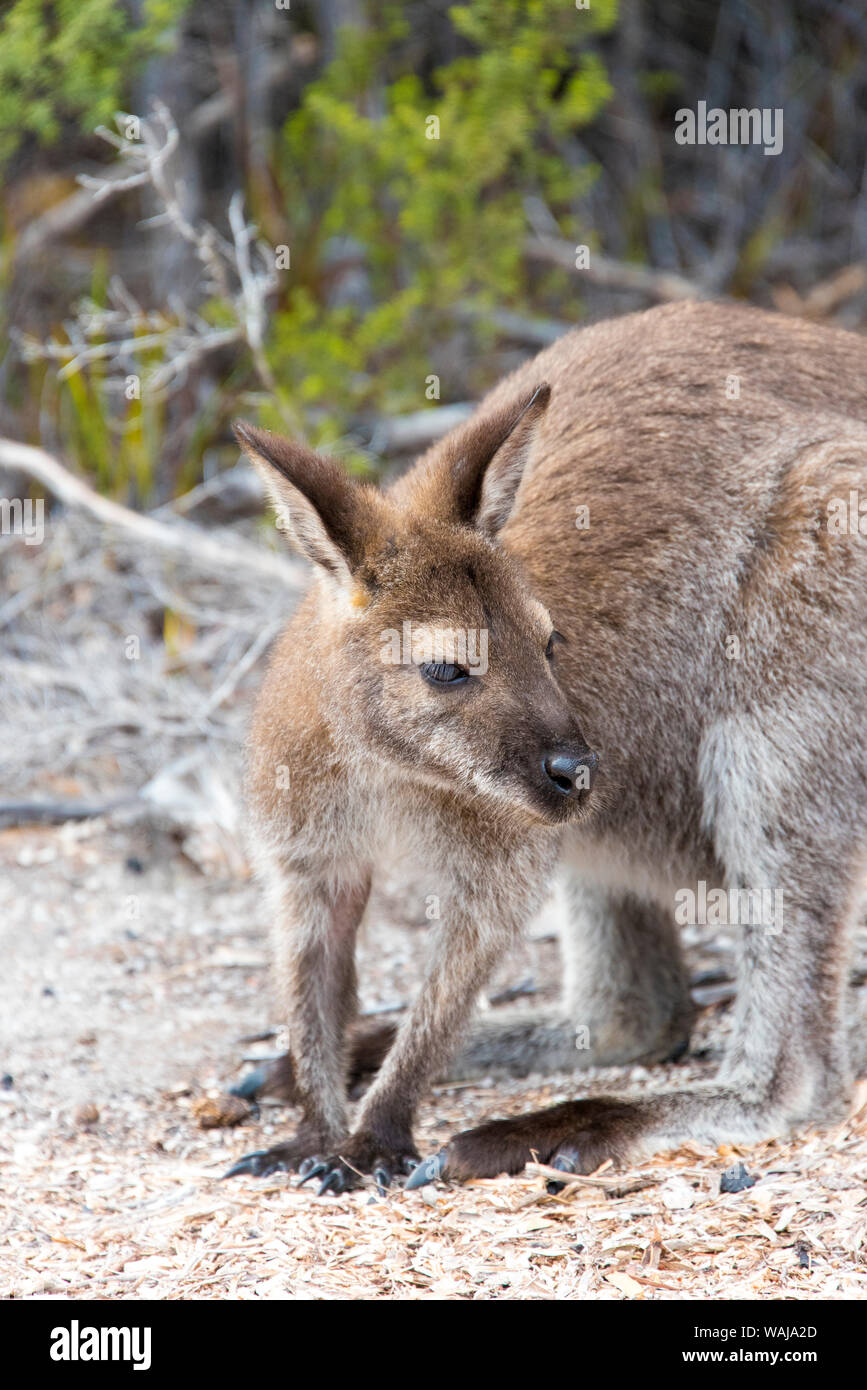 Australien, Tasmanien, Freycinet National Park. Red-necked Wallaby steht auf Wineglass Bay Strand Stockfoto
