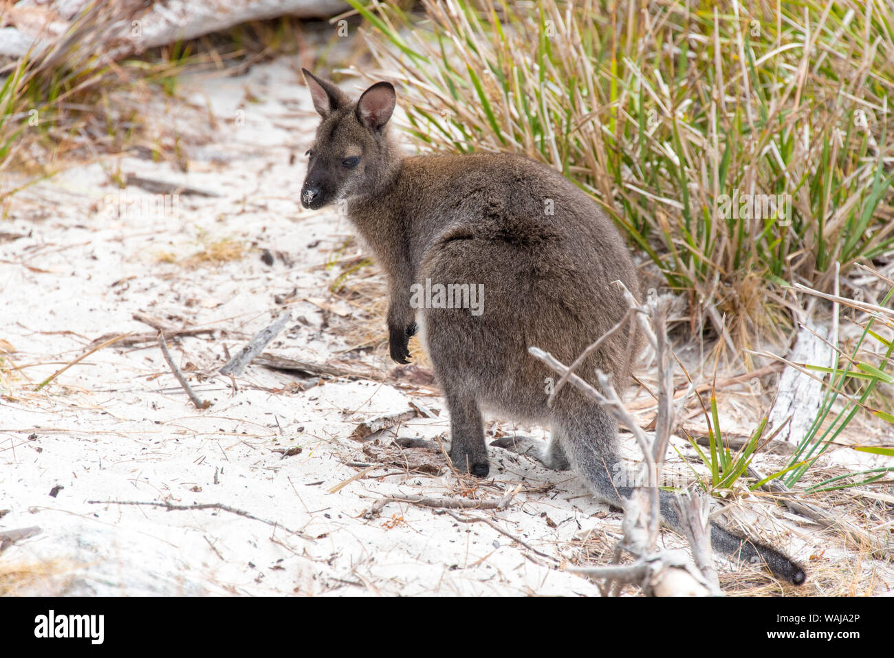 Australien, Tasmanien, Freycinet National Park. Red-necked Wallaby auf Wineglass Bay Strand Stockfoto