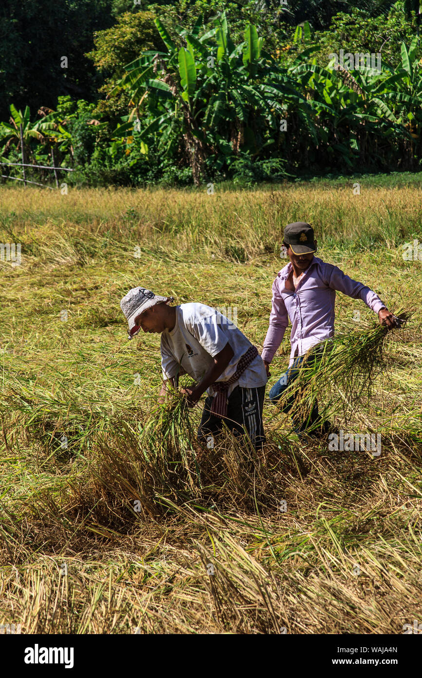 Koh Trong Insel. Lokale Männer Ernte Reis auf Island Village über den Mekong River von Kratie in Kambodscha. (Redaktionelle nur verwenden) Stockfoto