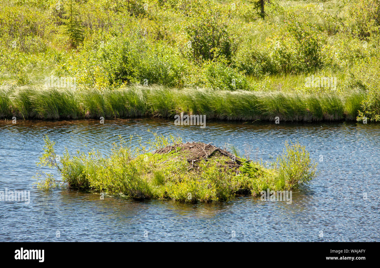 Jasper National Park, Alberta, Kanada. Beaver Lodge in Patricia Lake in der Nähe von Jasper. Stockfoto