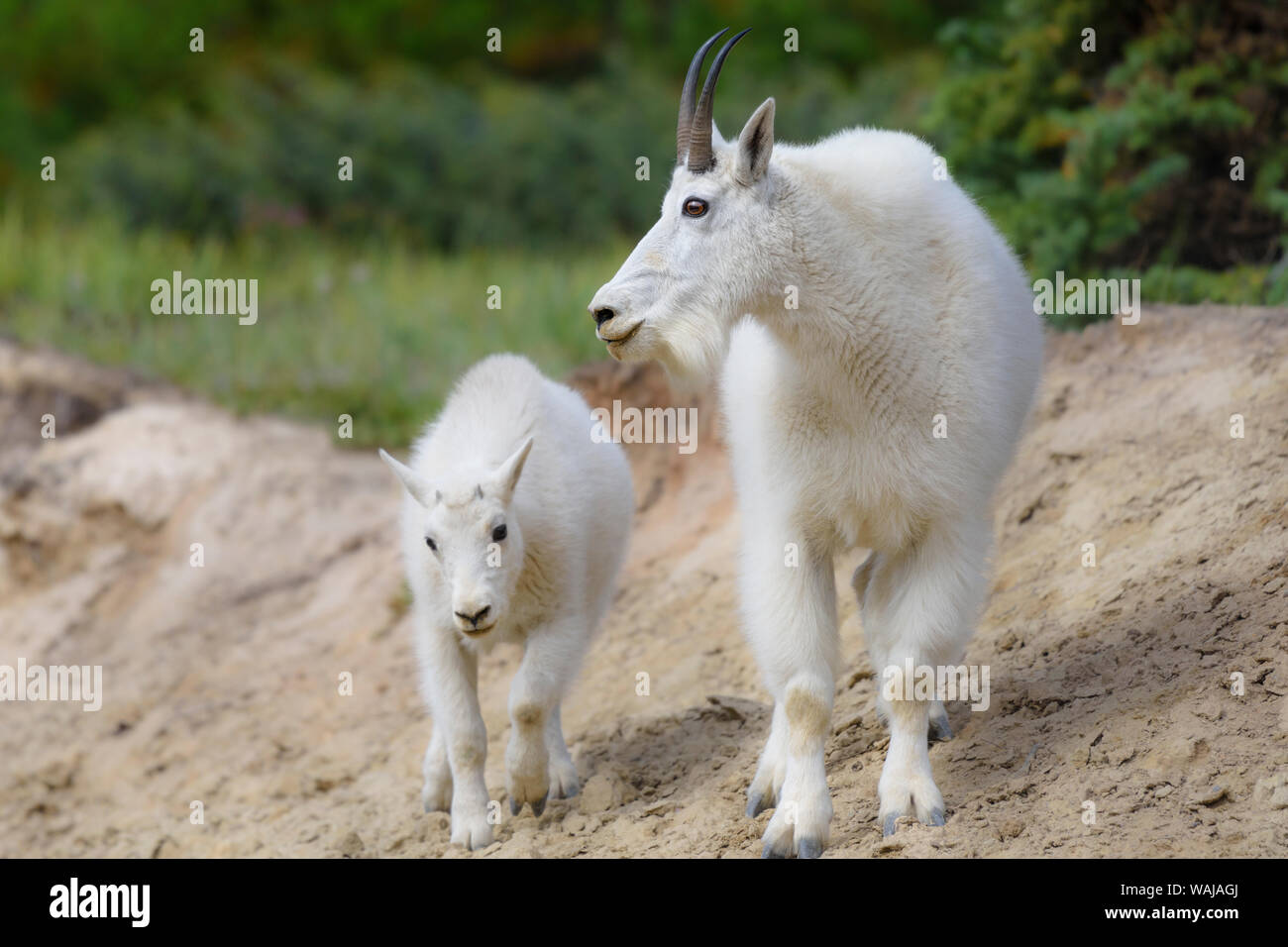 Kanada, Alberta, Jasper National Park. Bergziege Buck und Kind. Stockfoto