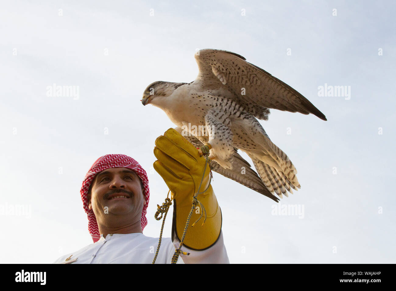 Die Falknerei. Abu Dhabi, VAE. Stockfoto