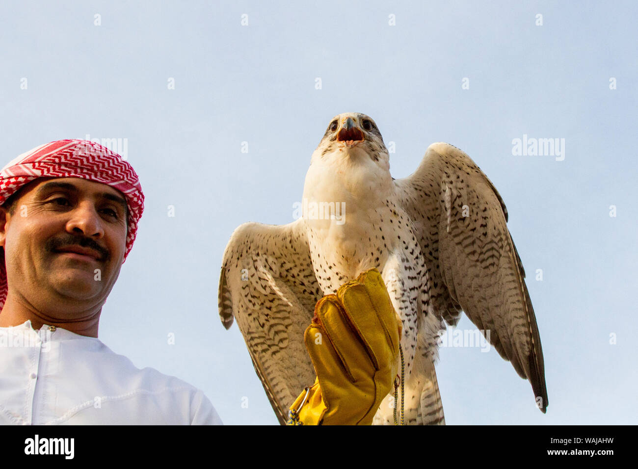 Die Falknerei. Abu Dhabi, VAE. Stockfoto