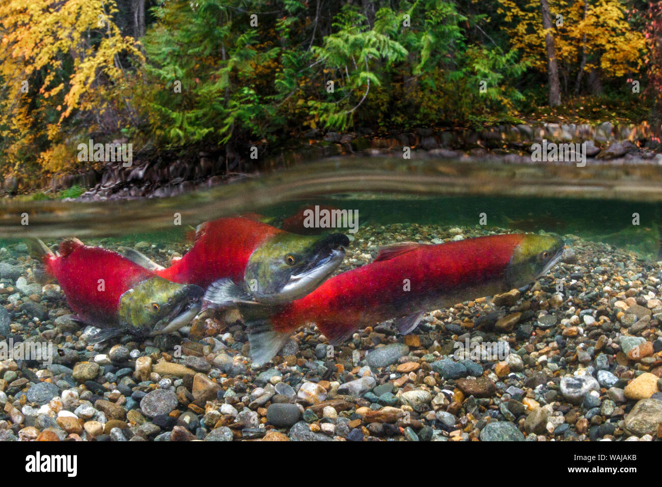 Kanada, British Columbia, Adams River. Sockeye Lachse split Shot. Stockfoto