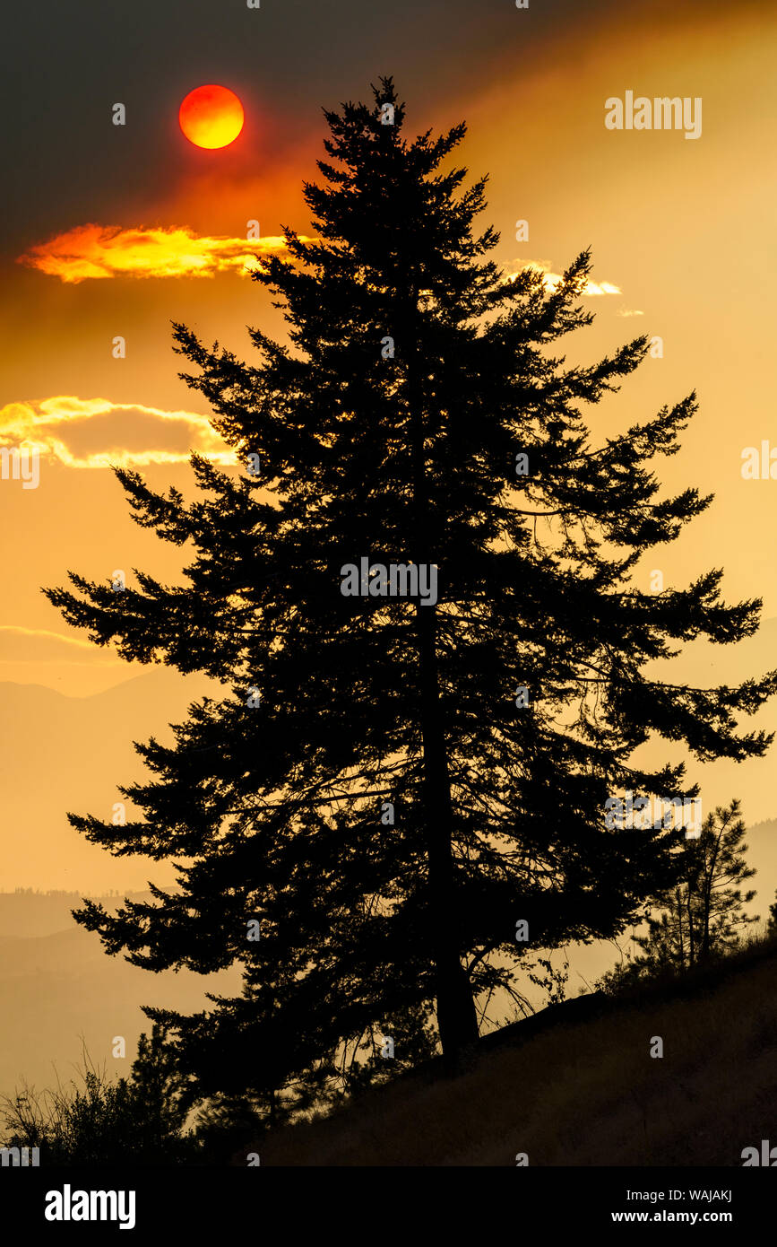 Kanada, British Columbia. Wildfire Rauch decken Sonne und Silhouette Baum. Stockfoto