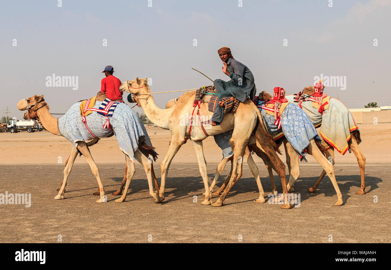 Dubai, VAE. Kamele mit Roboter jockeys auf Dubai Straße auf dem Weg zum  Rennen Training. (Redaktionelle nur verwenden Stockfotografie - Alamy