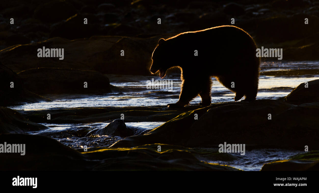 Kanada, British Columbia. Schwarzer Bär entsteht beim ersten Tageslicht. Stockfoto