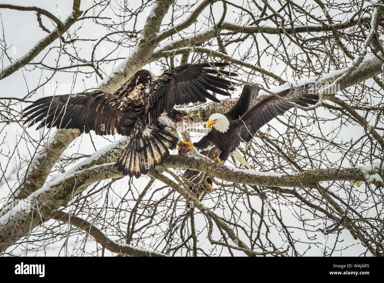 Kanada, British Columbia. Delta, Weißkopfseeadler Kampf um Essensreste. Stockfoto