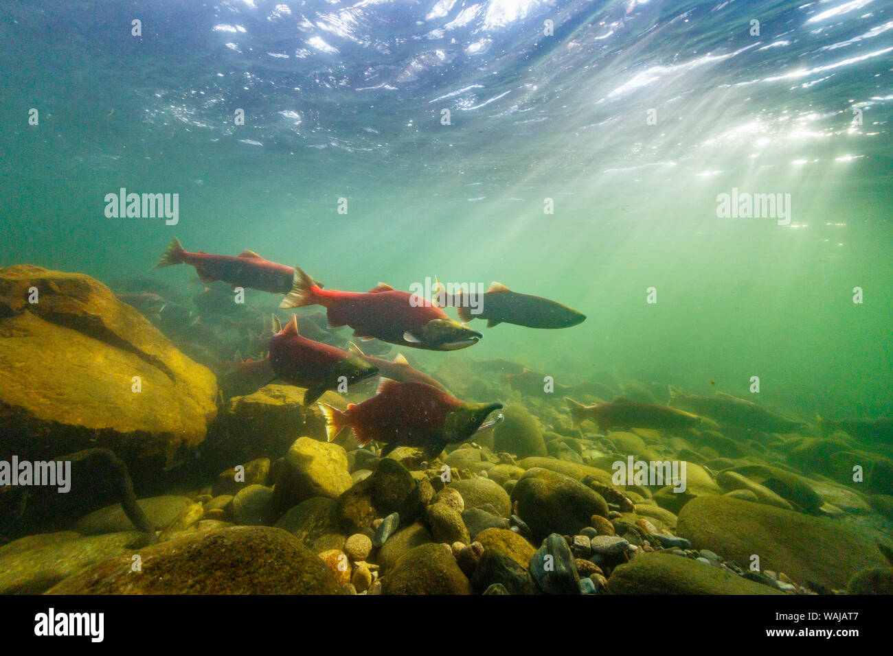 Kanada, British Columbia, Adams River. Sockeye Lachse. Stockfoto