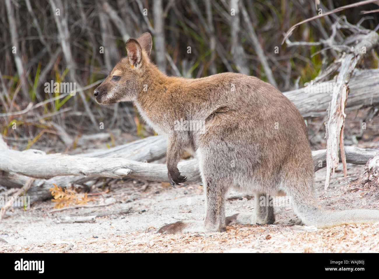 Australien, Tasmanien, Freycinet National Park. Beweis warum Namen 'red-necked Wallaby'. Auf Wineglass Bay Strand Stockfoto