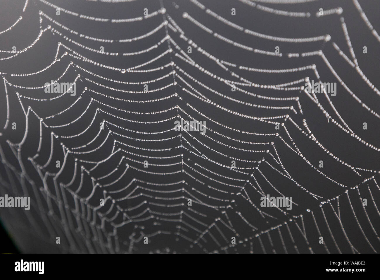 Frankreich, Cajarc. Tautropfen auf einem Spinnennetz Stockfoto