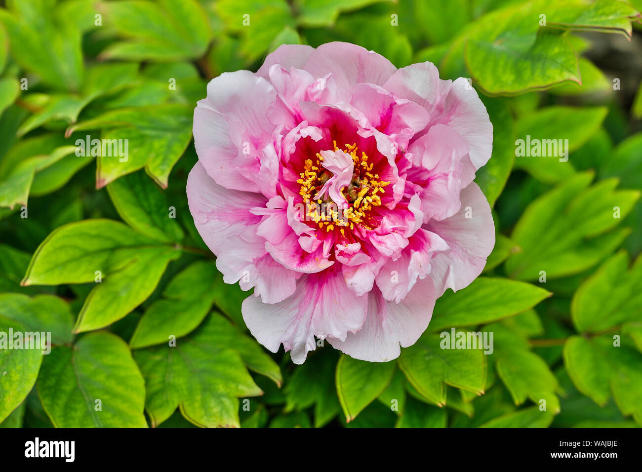 Frankreich, La Garrigue. Mas de la Garrigue, rosa Blume (PR) Stockfoto