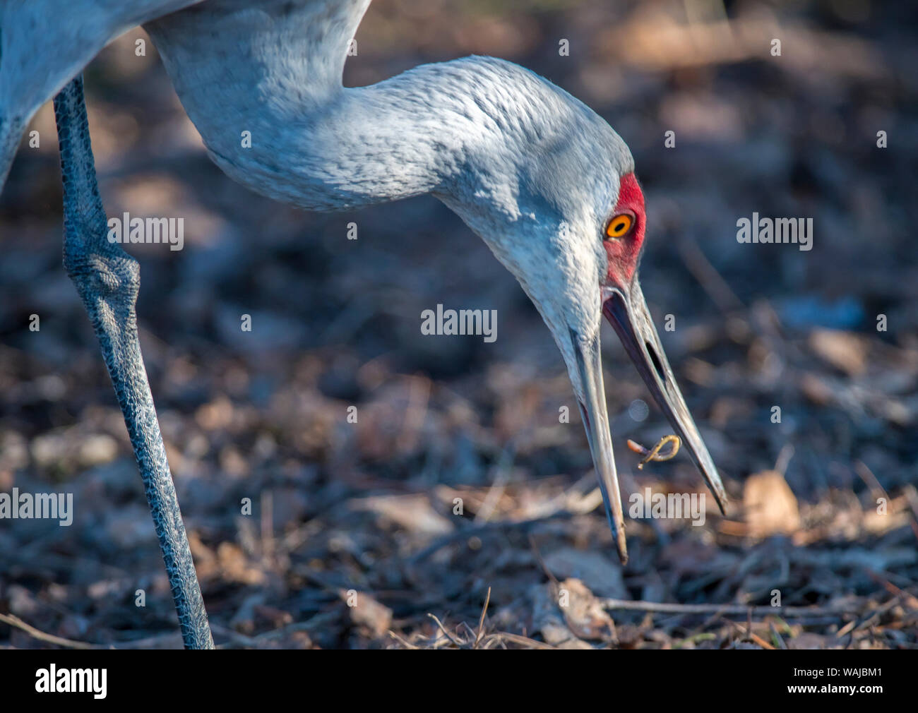 Sandhill Crane (Grus canadensis) ist eine große Nordamerikanische Kran. Stockfoto