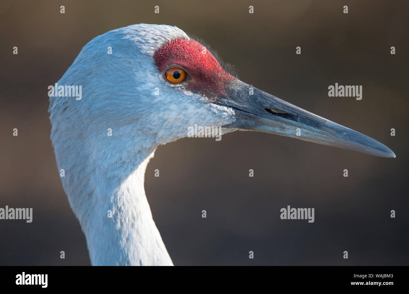 Sandhill Crane (Grus canadensis) ist eine große Nordamerikanische Kran. Stockfoto