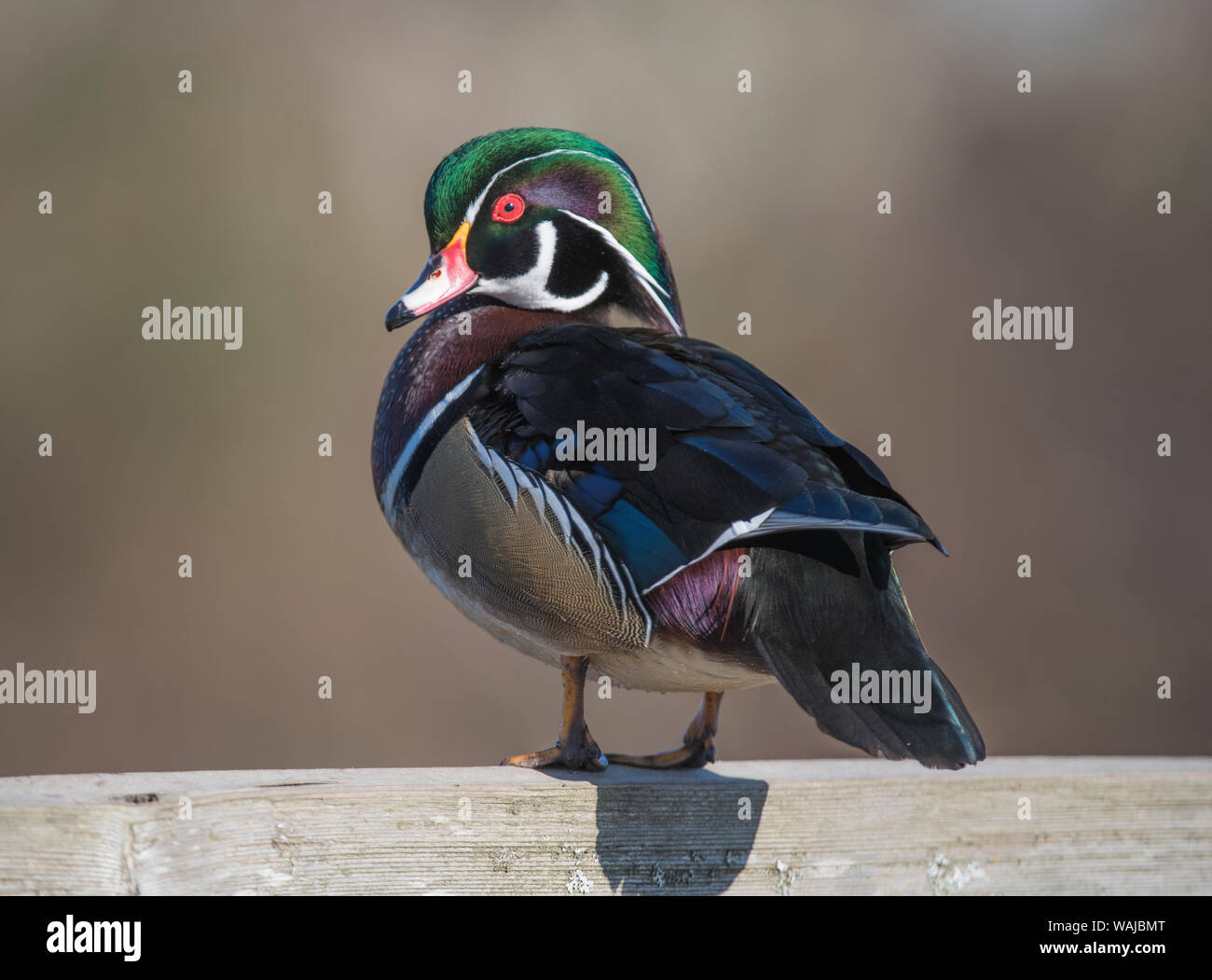 Holz Ente oder Carolina duck (Aix sponsa), eine Pflanzenart aus der Gattung der hocken Ente, ist einer der schillerndsten der Nordamerikanischen Wasservögel. Es ist der Staat Vogel von Mississippi. Stockfoto