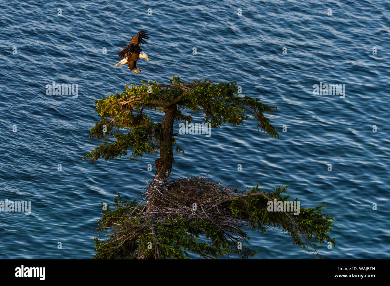 Kanada, British Columbia. Bald Eagle Landing oben Nest. Stockfoto