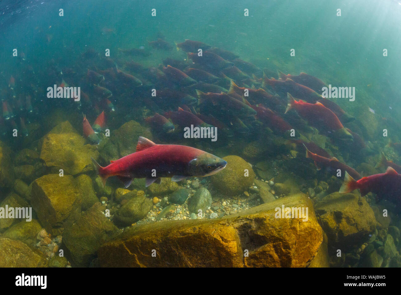 Kanada, British Columbia. Adams River, sockeye Lachse. Stockfoto