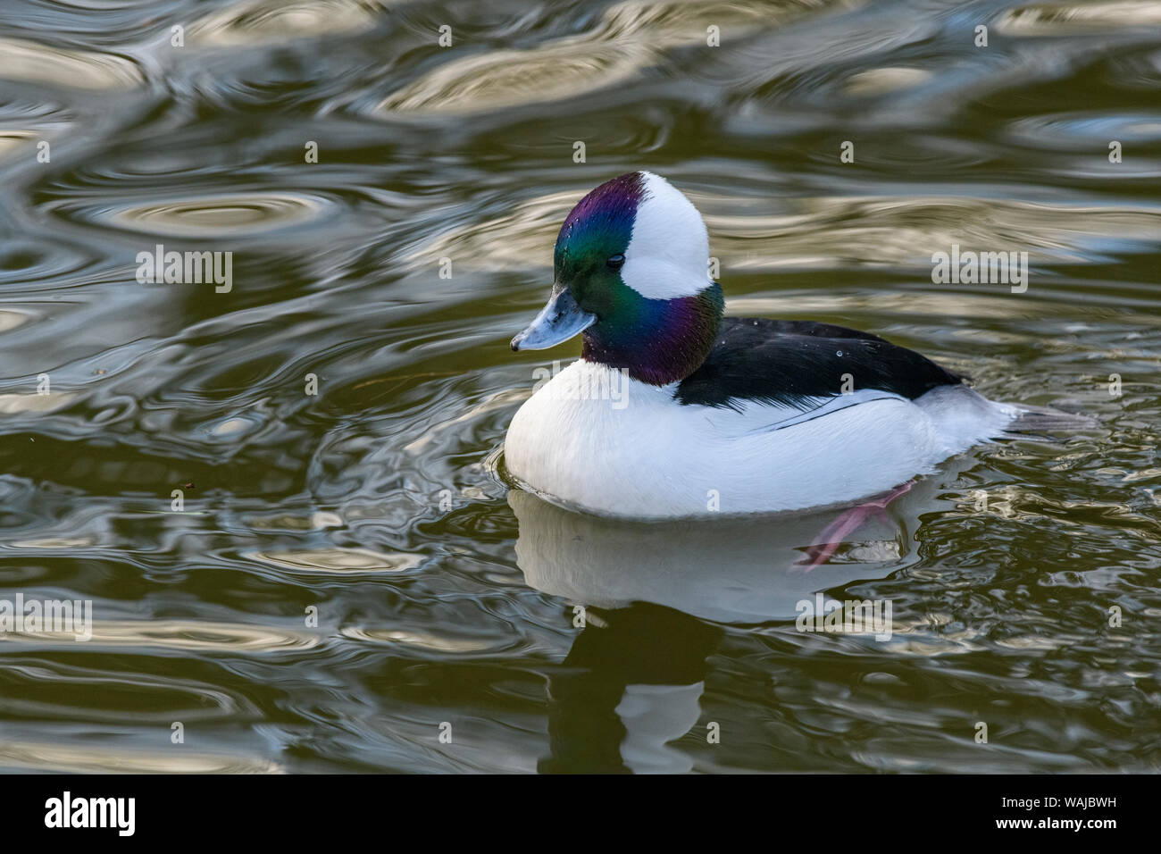 Kanada, Vancouver. In Reifel Vogelschutzgebiet Bufflehead. Stockfoto