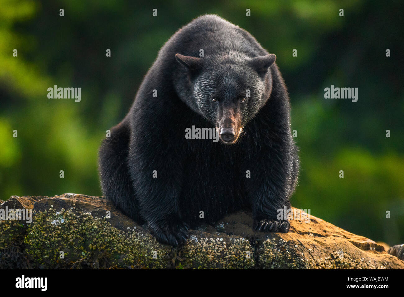 Kanada, British Columbia. Great Bear Rainforest, schwarzer Bär starrte. Stockfoto