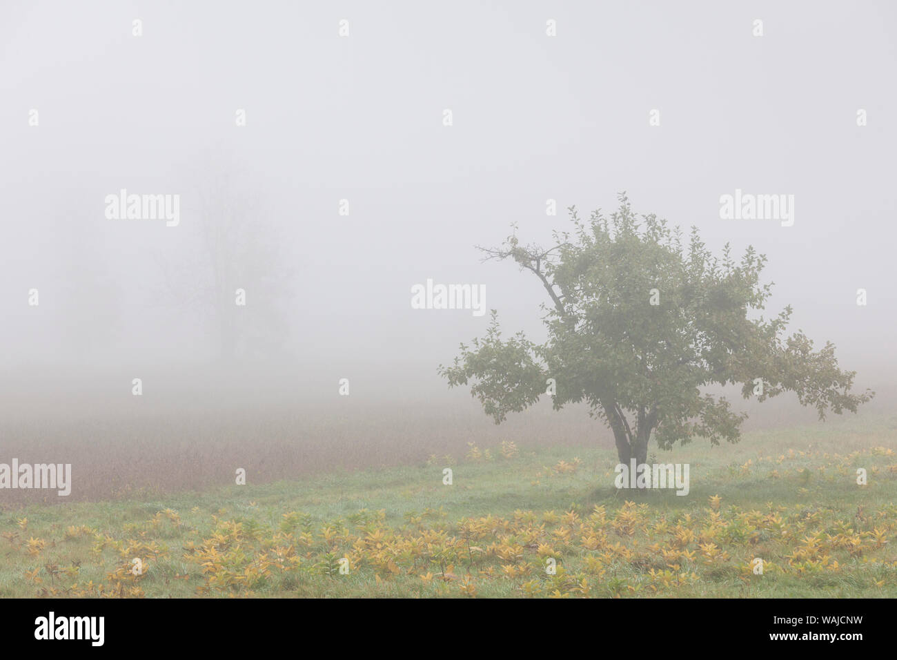 Kanada, Quebec, Sainte-Anne-de-la-Perade. Bäume im Nebel Stockfoto