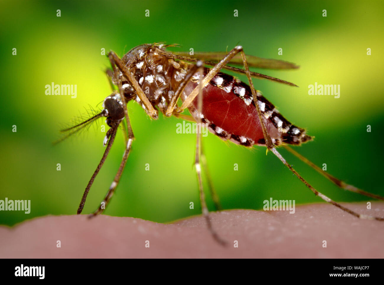 Dieses Foto zeigt einen weiblichen Aedes aegypti, wie sie in den Prozess der Erlangung einer 'Blutmehl', der normalerweise aus einem ahnungslosen Host. Beachten Sie, dass diese Mücke war Fütterung, seine Mahlzeit war das Sammeln in ihren gewölbten Bauch, durch die rote Färbung sichtbar durch die Dehnung, durchscheinend exoskeletal Abdominal- außen belegt. Als primäre Vektor für die Übertragung der Flavivirus Dengue und Dengue hämorrhagischen Fiebers, der Tag - beißende Aedes aegypti bevorzugt auf seine menschlichen Wirte zu füttern. Stockfoto