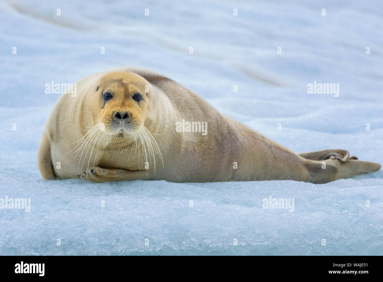 Norwegen, Svalbard, Spitzbergen. 14. Juli Gletscher, junge Bartgeier Dichtung auf einem Eisberg. Stockfoto