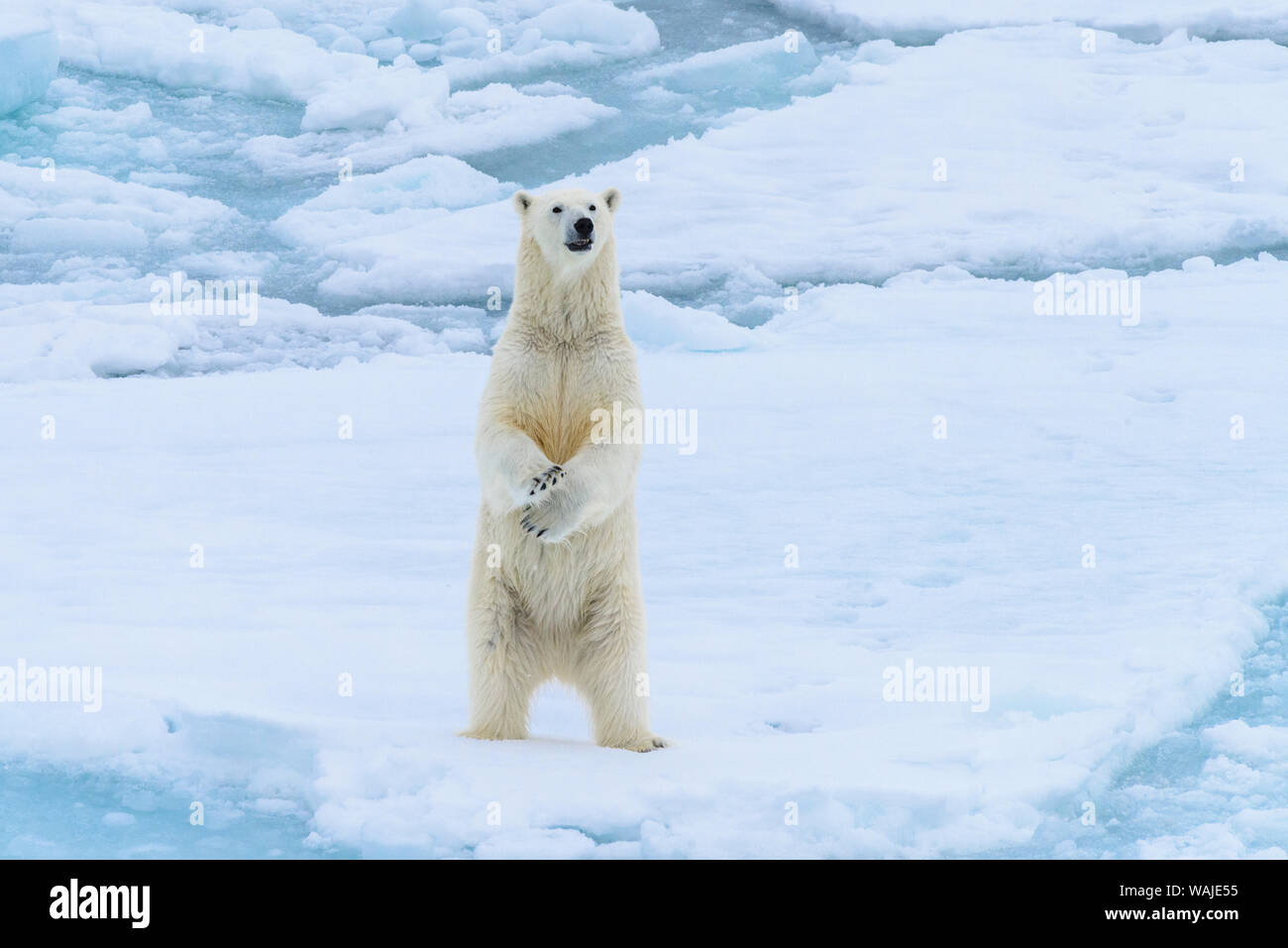 Norwegen, Spitzbergen. Meereis Rand, 82 Grad Nord, Polar Bear up steht. Stockfoto