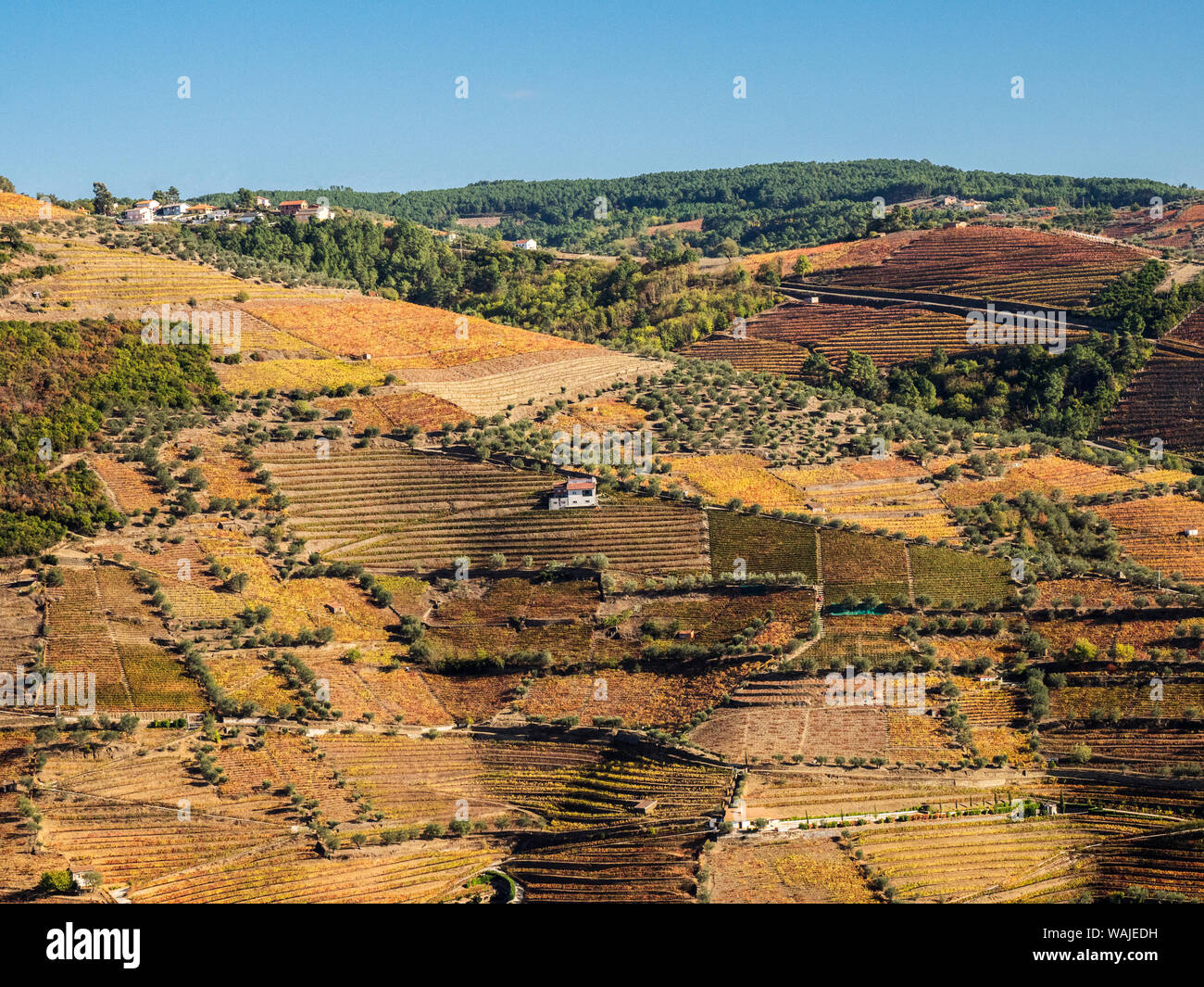 Europa, Portugal, Douro Tal. Die Weinberge im Herbst auf terrassierten Hang. Stockfoto